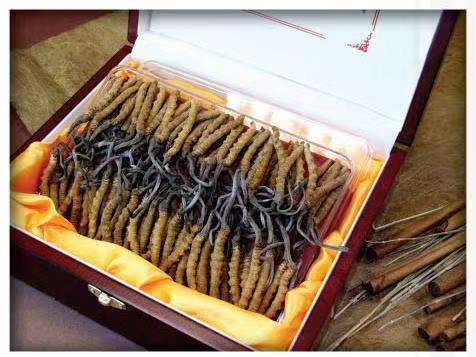 和政冬虫夏草回收